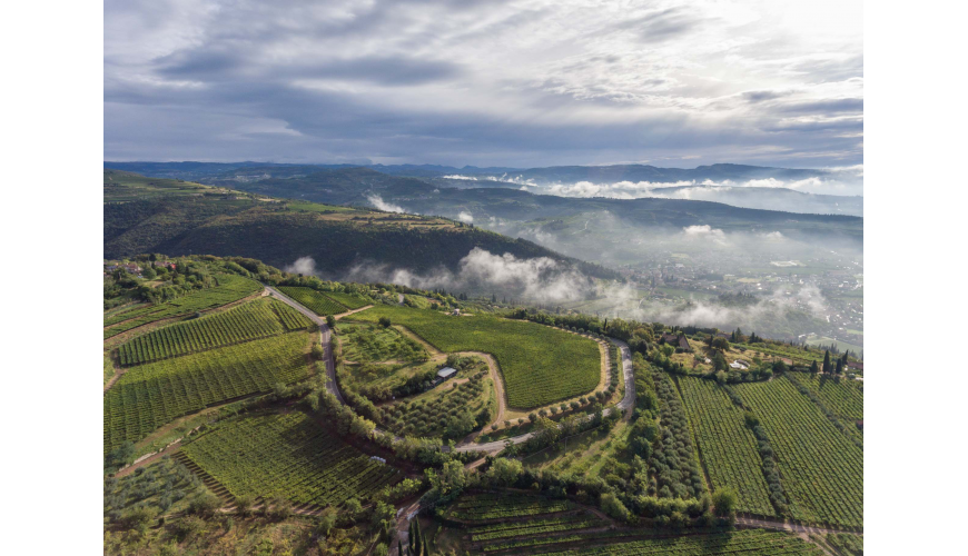 Vini Allegrini, patria della Valpolicella